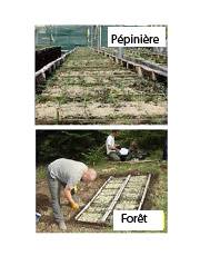 pepiniere forêt