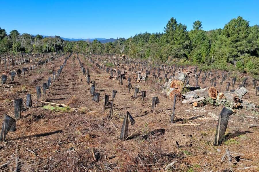 Planting the OptFORESTS Mediterranean
