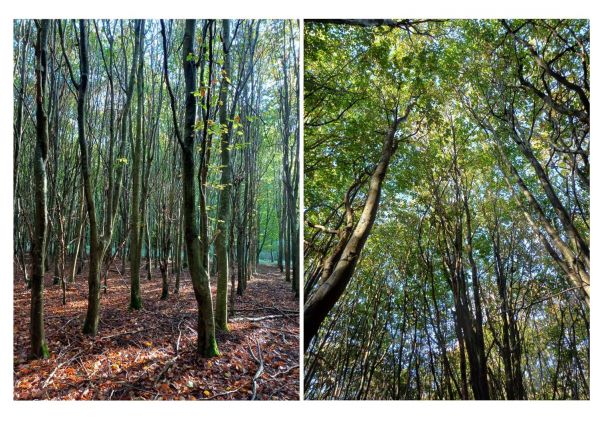 Lyons_collage Lyons_collage