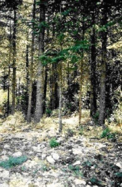 The cedar forest reconstitutes a supra-Mediterranean forest ecosystem. (Luberon)